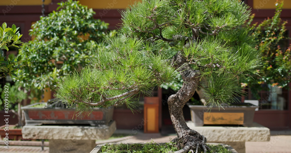 Traditional chinese bonsai tree in garden Traditional chinese bonsai tree in garden