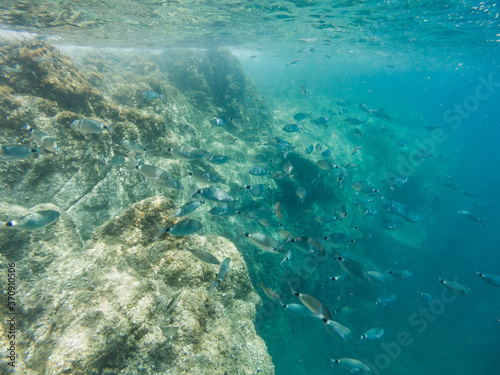View of a school of fish from the Mediterranean Sea on the seabed of the Costa Brava, Diplodus sargus. 