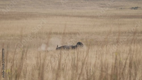 Bison Rolls in the Dirt Kicking Up Dust