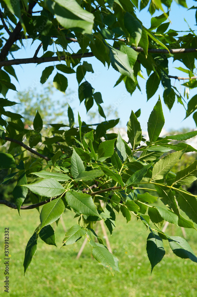 Fototapeta premium Branch of tree fraxinus mandshurica or manchurian ash vertcial