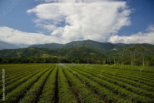 Tea garden landscape in the mountains, Taiwan