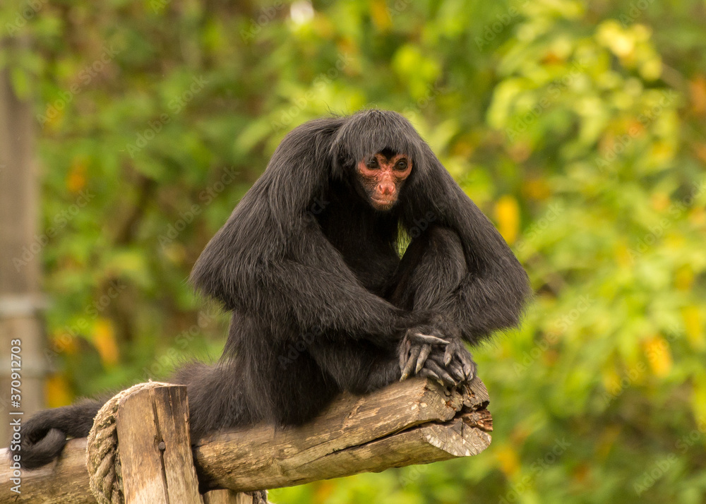 Obraz premium black spider monkey amazon brazil