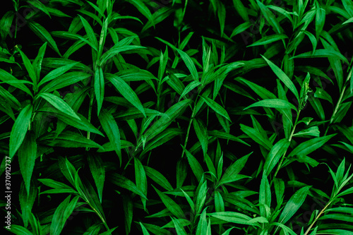 nice and textural,green and clean plant leaves