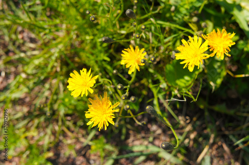 leontodon autumnalis or autumn hawkbit yellow flowers