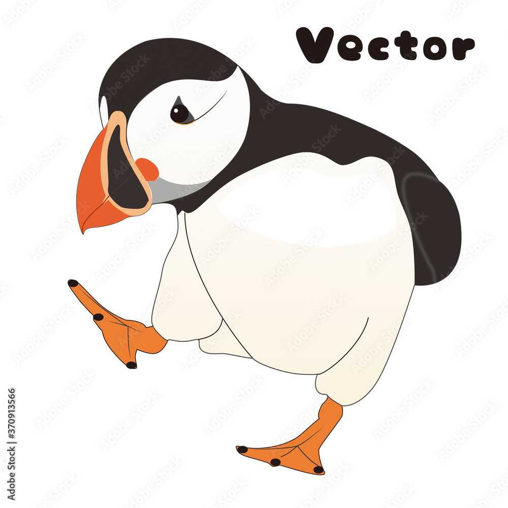 Fototapeta premium Puffin Illustration Bird パフィン ニシノツメドリ 鳥 イラスト