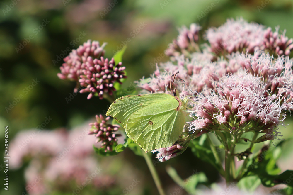 butterfly butterfly