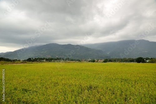 Lush green paddy in rice field,Taiwan. 