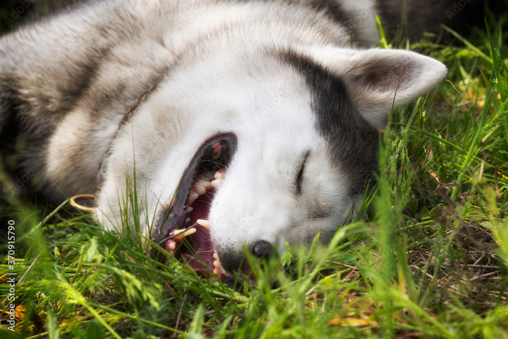 Obraz premium A mature Siberian Husky male is sleeping in a grass. His eyes are closed; his fur is grey and white-colored. There is a lot of greenery around him.