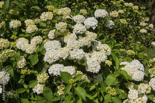 Summer Flowering White Hydrangea macrophylla 'Madame Emile Mouillere' in a Woodland Garden in Rural Devon, England, UK photo