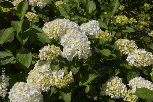 Summer Flowering White Hydrangea macrophylla 'Madame Emile Mouillere' in a Woodland Garden in Rural Devon, England, UK photo