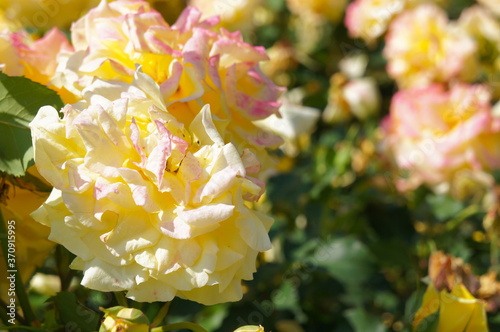 Rosa hybrid tea gloria dei yellow roses flowers