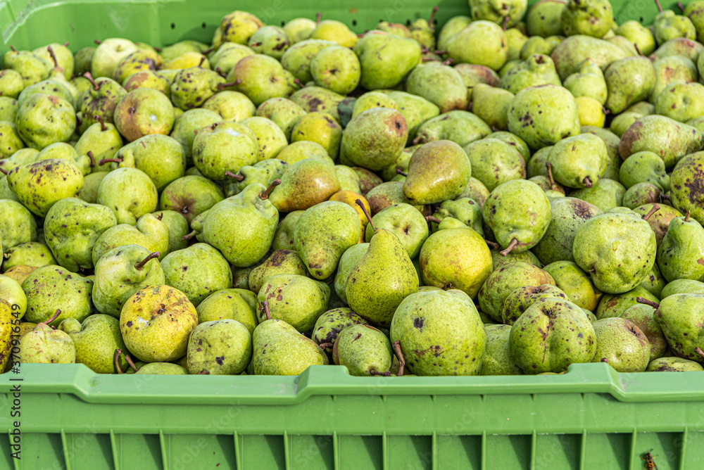 Many Ripe fall pears in a container in autumn Many Ripe fall pears in a container in autumn
