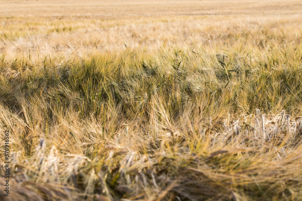 Fototapeta premium Skåne landscape with cornfields