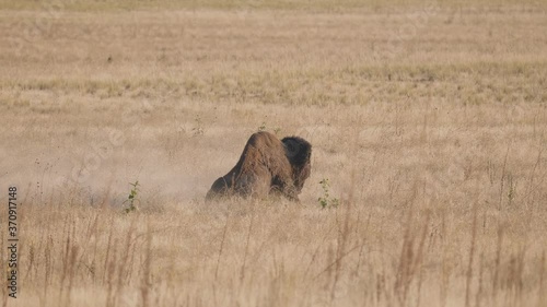 Bison Bull Gets Up and Shakes Himself After a Roll