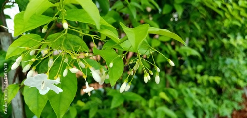 Wallpaper Mural smart Torontodigital.ca