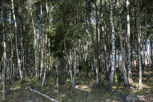 Skåne forest image