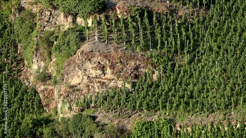 Piesporter Loreley, Felsen und Weinberg, Steillagen photo