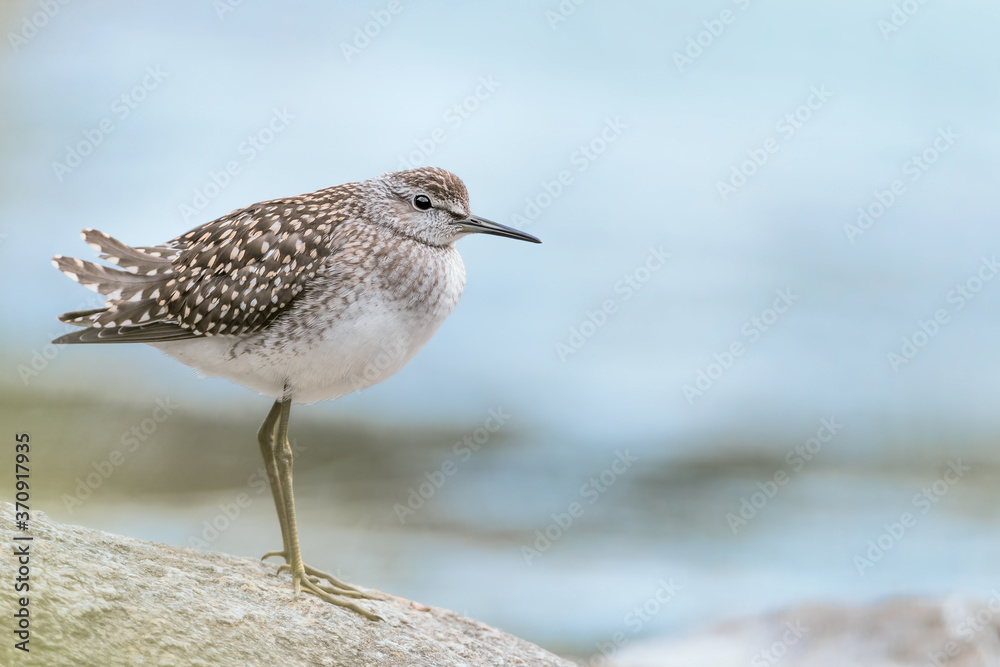 Wonderful portrait of Wood sandpiper on the river (Tringa glareola) Wonderful portrait of Wood sandpiper on the river (Tringa glareola)