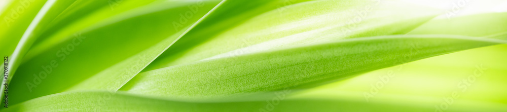 Nature of green leaf in garden at summer. Natural green leaves plants using as spring background cover page greenery environment ecology wallpaper Nature of green leaf in garden at summer. Natural green leaves plants using as spring background cover page greenery environment ecology wallpaper