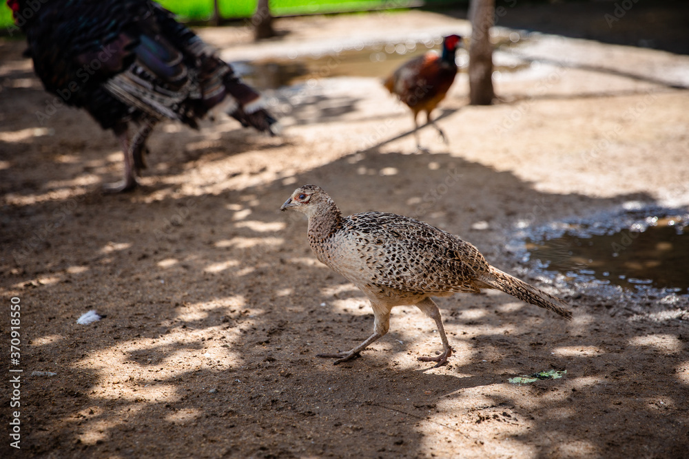 Obraz premium turkey on the beach