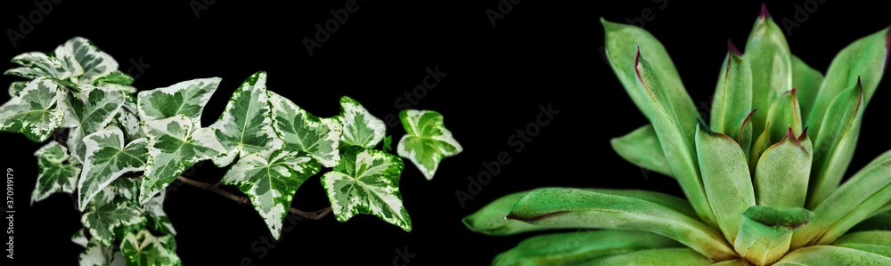 Leaf. Leaf.