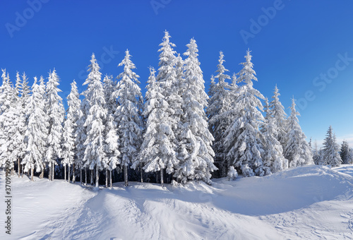 Winter scenery. Natural landscape with beautiful sky. Amazing On the lawn covered with snow the nice trees are standing poured with snowflakes. Touristic resort Carpathian, Ukraine, Europe. © Vitalii_Mamchuk