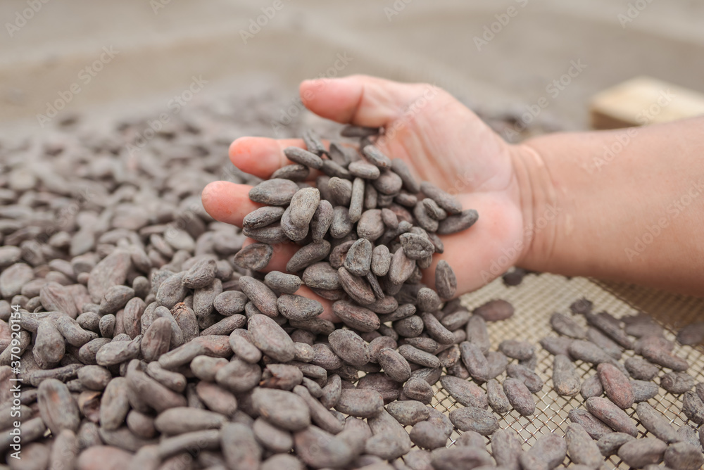 hand holding unroasted raw coffee beans in traditional coffee factory in Nicaragua