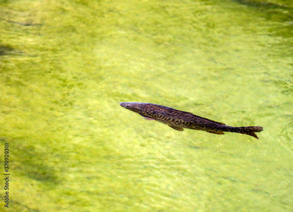 The rainbow trout is a trout and species of salmonid native to cold