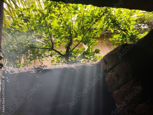 Tree at backyard of house
