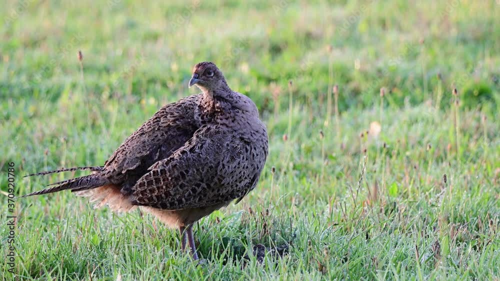 Pheasant female standing on the meadow and clean her feathers, summer, (phasianus colchicus), germany Pheasant female standing on the meadow and clean her feathers, summer, (phasianus colchicus), germany