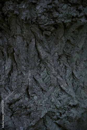 Close-up of the bark of a tree with a mystical pattern at night. © Igor