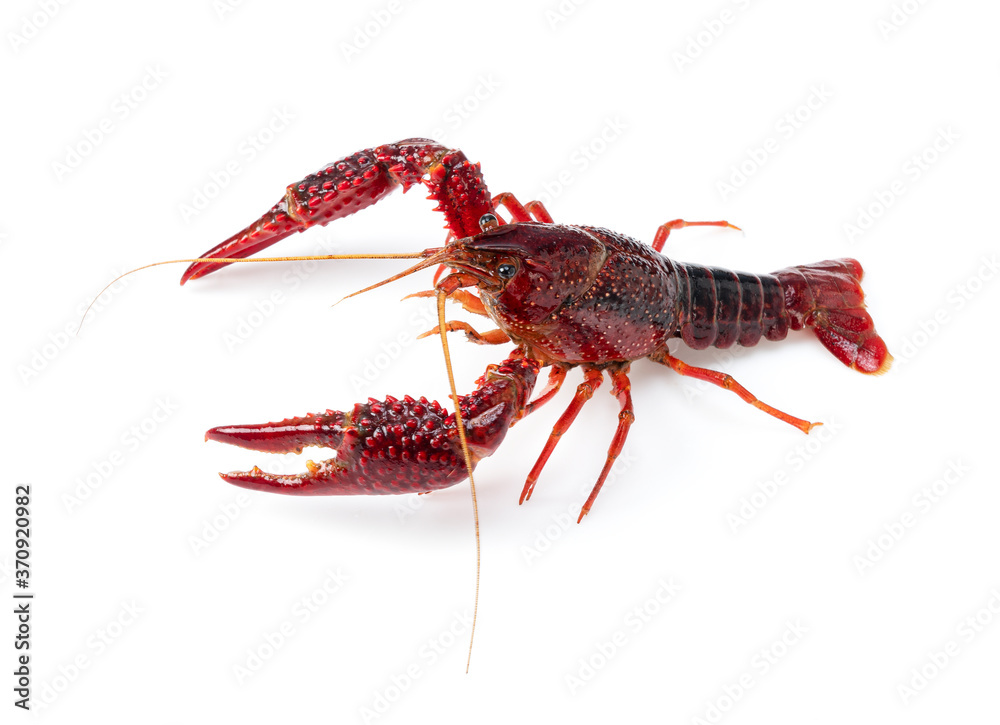 American crayfish on a white background American crayfish on a white background