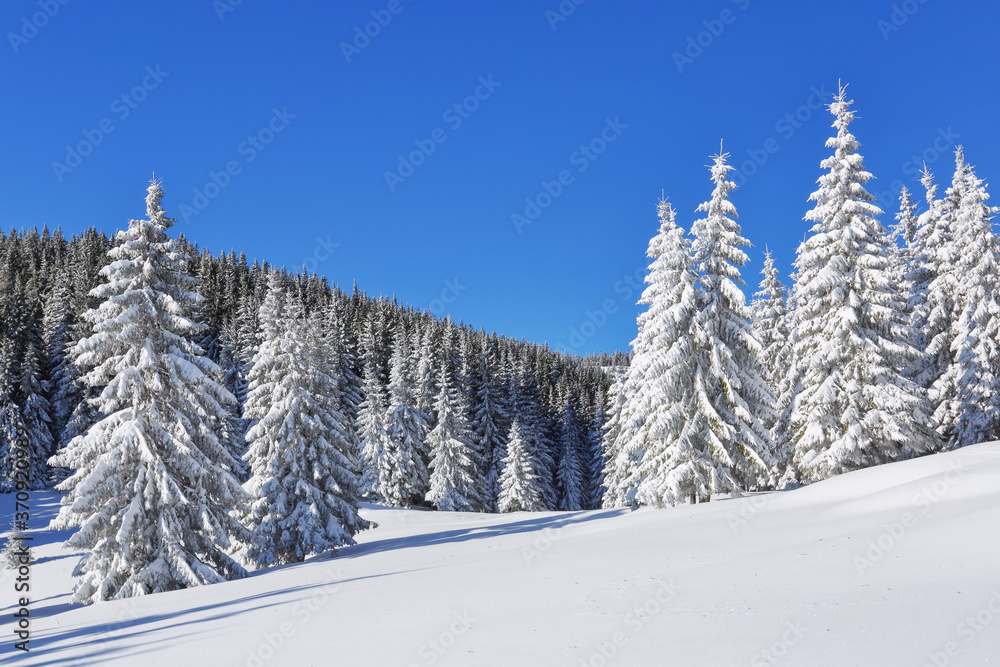 Beautiful landscape on the cold winter morning. High mountain. Pine trees in the snowdrifts. Lawn and forests. Snowy background. Nature scenery. Location place the Carpathian, Ukraine, Europe. Beautiful landscape on the cold winter morning. High mountain. Pine trees in the snowdrifts. Lawn and forests. Snowy background. Nature scenery. Location place the Carpathian, Ukraine, Europe.