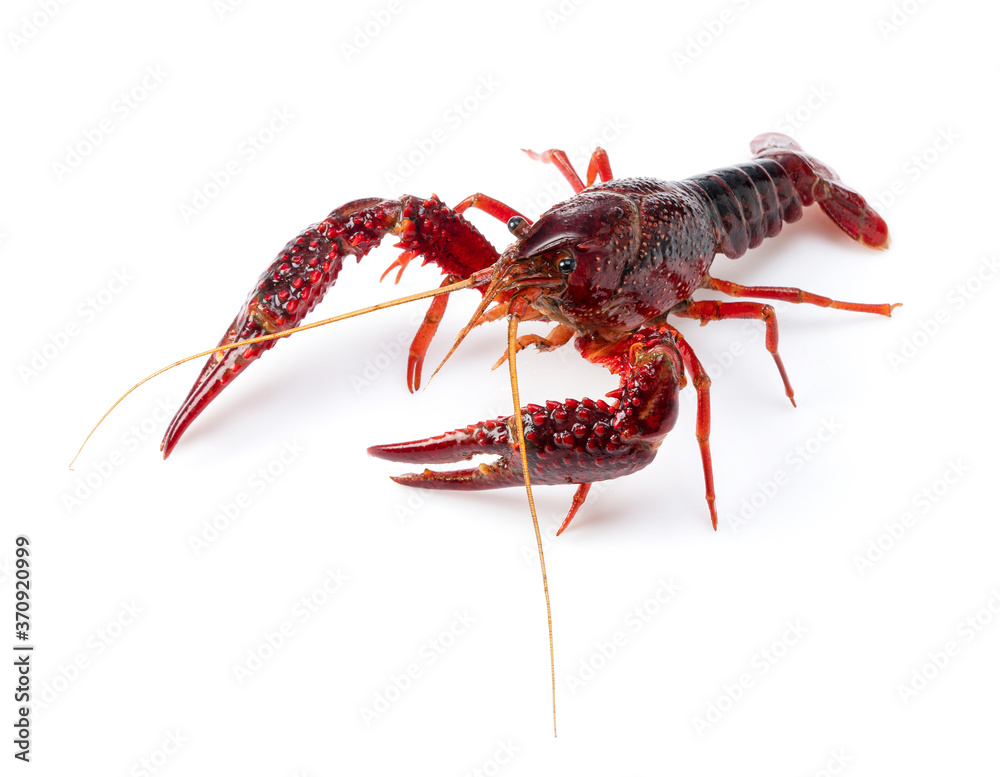 American crayfish on a white background American crayfish on a white background
