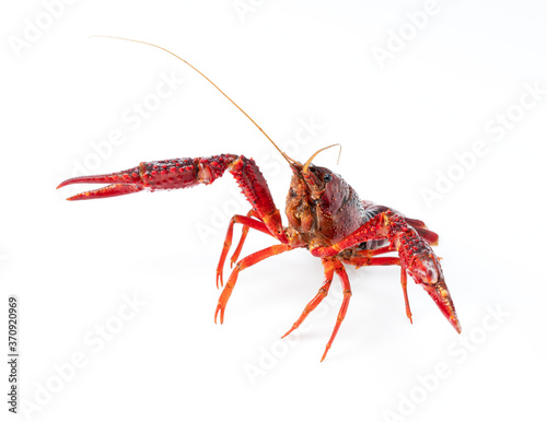 American crayfish on a white background