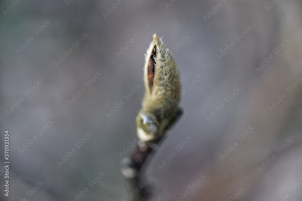 Fototapeta premium Makroaufnahme von Knospen