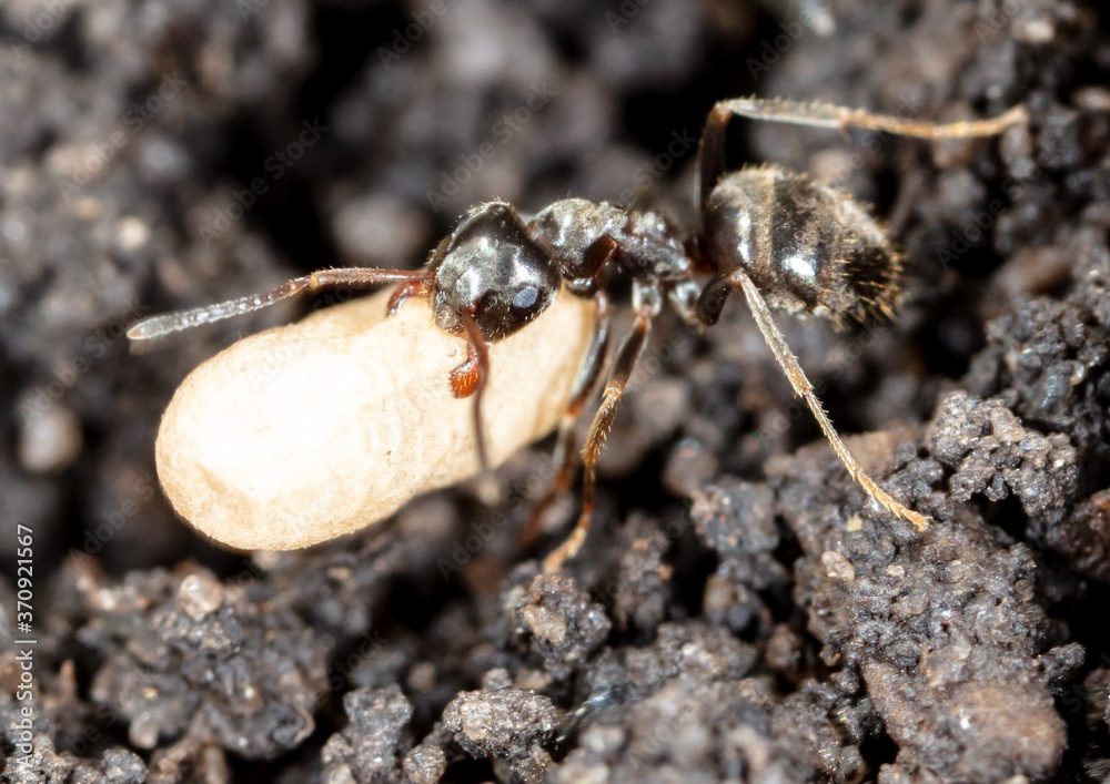 White ant eggs in nature.