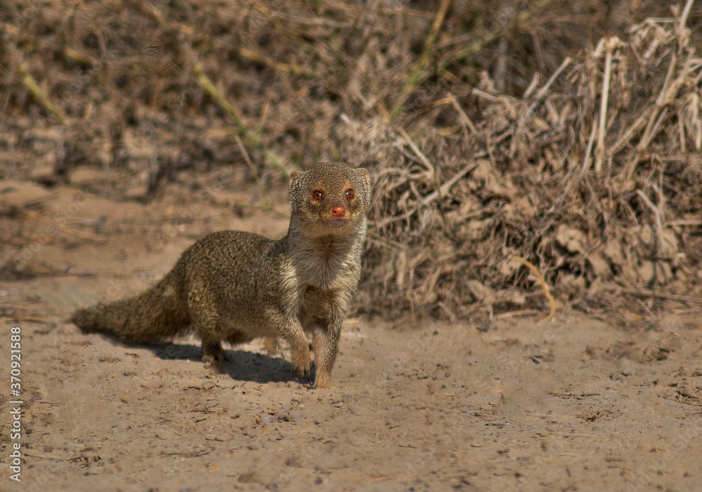 The Indian grey mongoose is a mongoose species native to the Indian subcontinent and West Asia