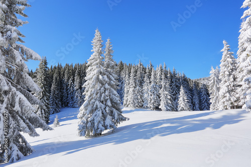 Beautiful landscape on the cold winter morning. Pine trees in the snowdrifts. Lawn and forests. Snowy background. Nature scenery. Location place the Carpathian, Ukraine, Europe. © Vitalii_Mamchuk