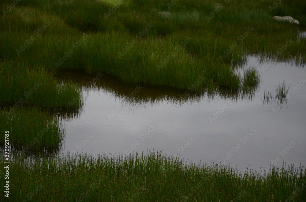 swamp swamp