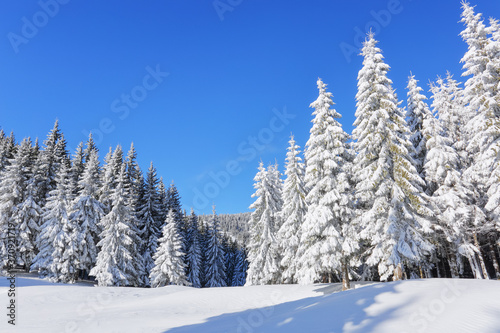 Beautiful landscape on the cold winter morning. Pine trees in the snowdrifts. Lawn and forests. Snowy background. Nature scenery. Location place the Carpathian, Ukraine, Europe.