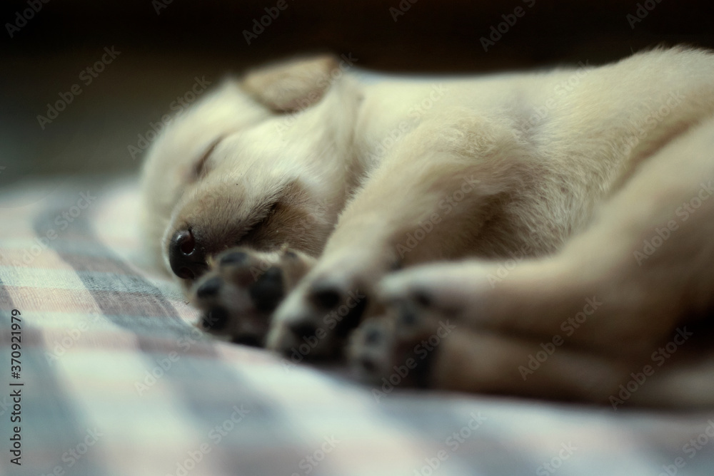 Fototapeta premium Labrador Puppy's nose with blurred paws