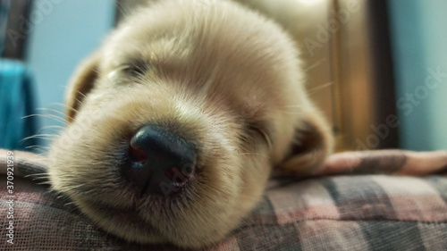 Close up shot of Labrador Puppy's nose