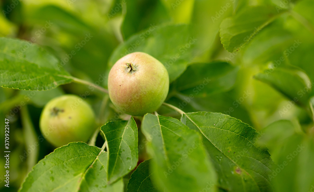 Apples on the branches of trees in the summer. Apples on the branches of trees in the summer.