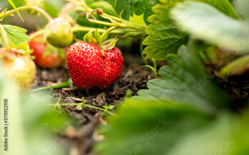 Ripe red strawberries on the ground.