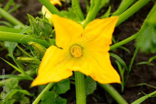 Yellow flower on a vegetable marrow.