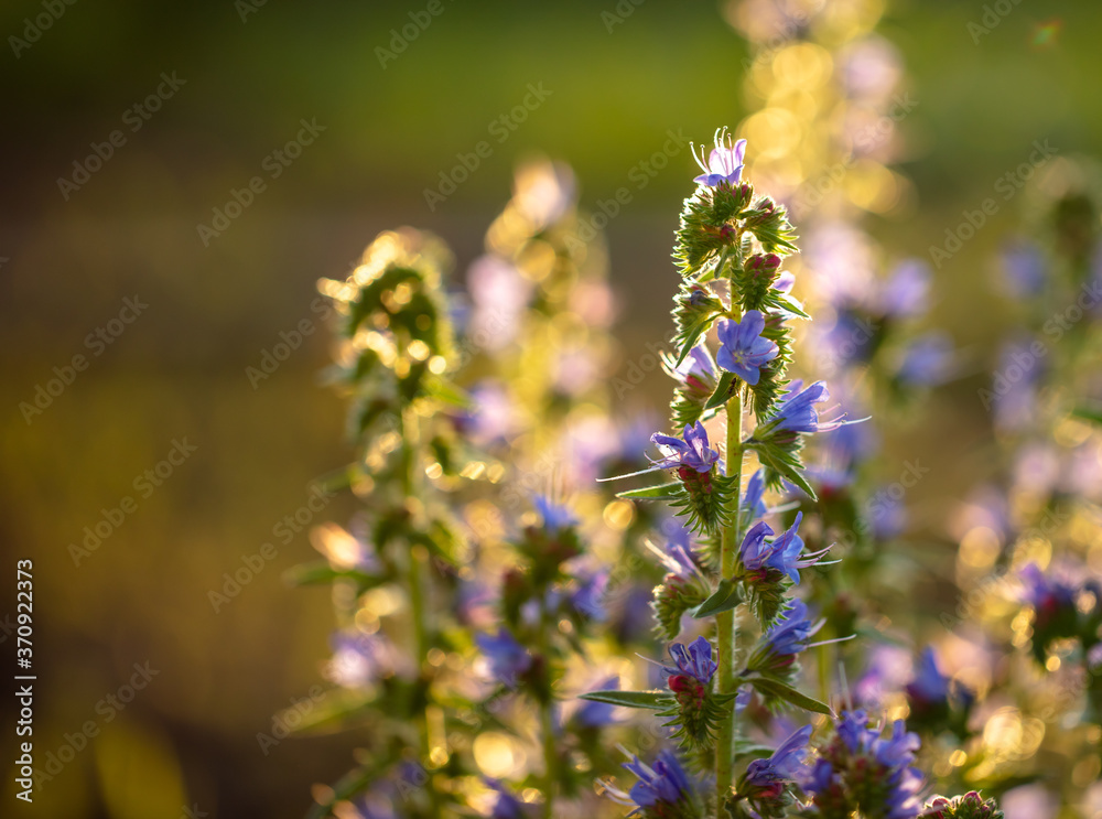 Obraz premium Beautiful blue flowers in the summer park.
