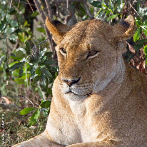Lion (Panthera leo), female lying under a bush, Maasai Mara, Kenya.