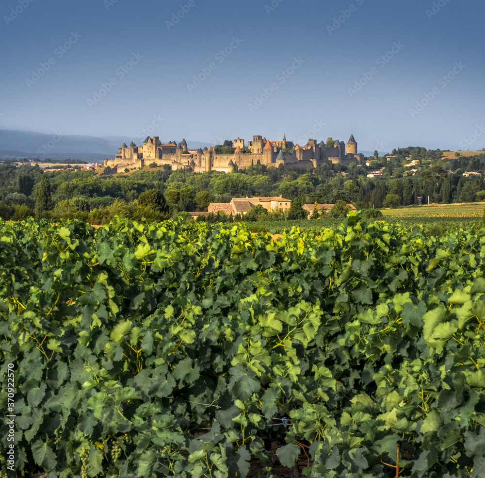 Carcassonne fortress, general view on defensive walls and towers of medieval citadel from the vineyard. Ancient european castles of France, architectural monument of UNESCO World Heritage.