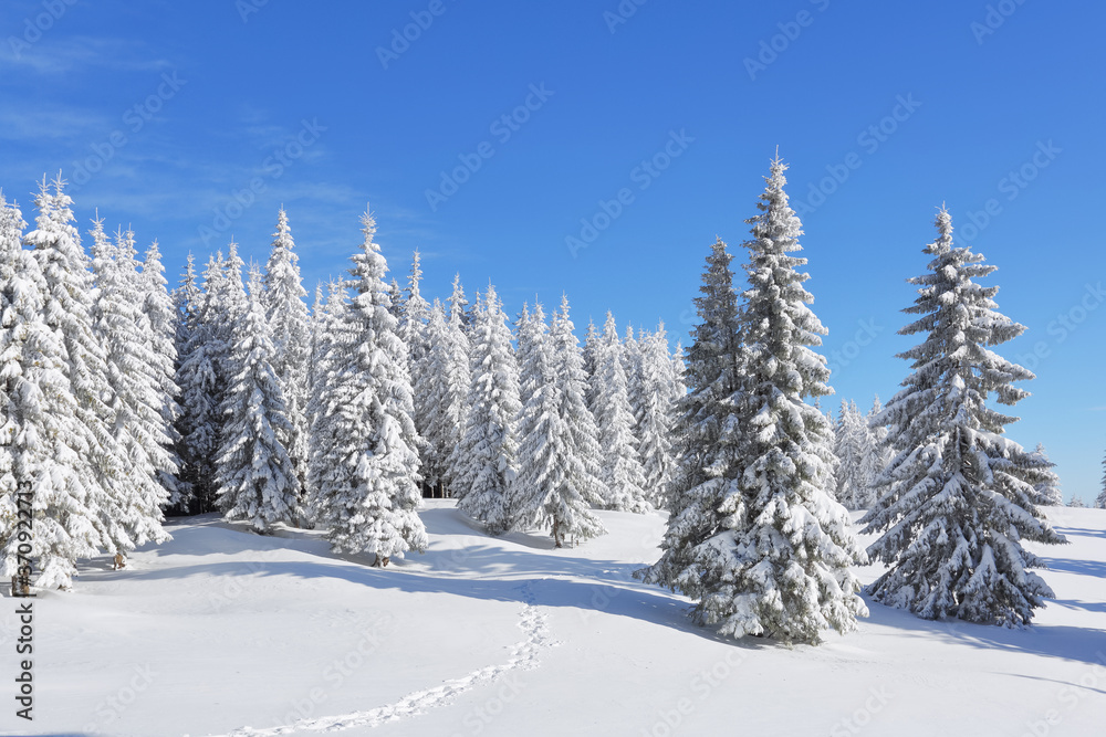 Pine trees in the snowdrifts. Blue sky. On the lawn covered with snow there is a trodden path leading to the forest. Beautiful landscape on the cold winter morning. Pine trees in the snowdrifts. Blue sky. On the lawn covered with snow there is a trodden path leading to the forest. Beautiful landscape on the cold winter morning.
